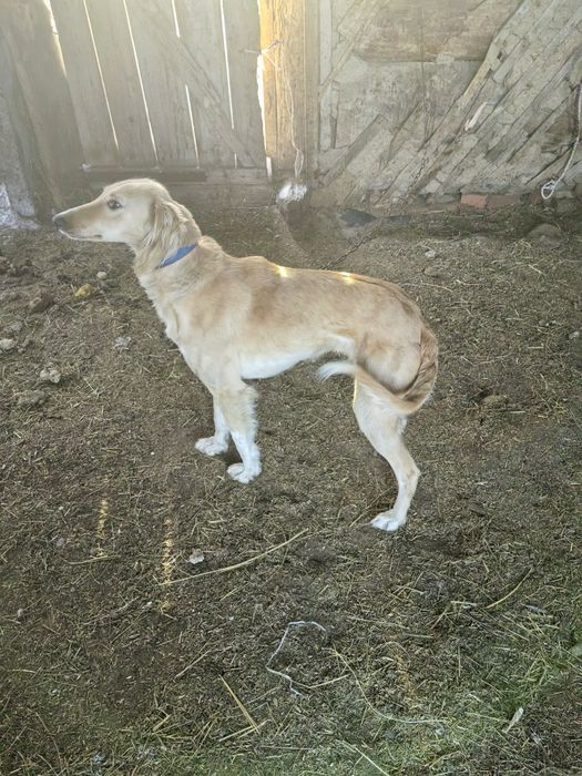 Тазы рабочий ургашы