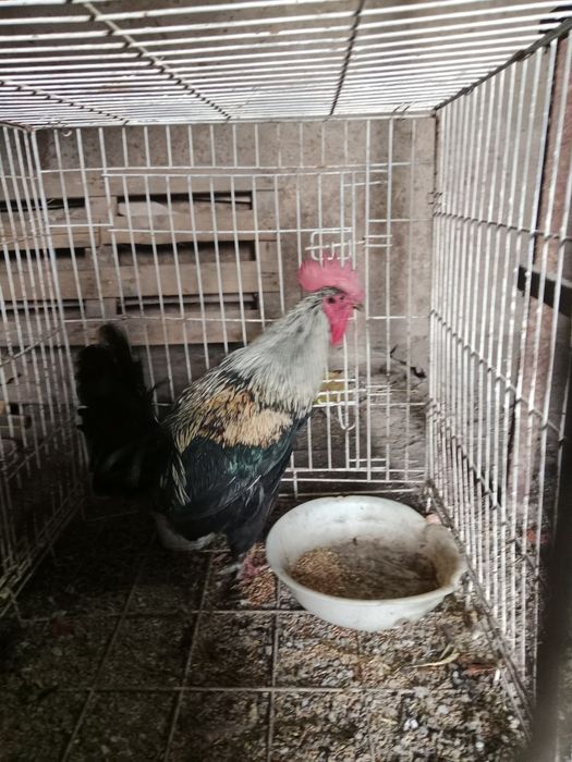 Продам Хорошего Петушка