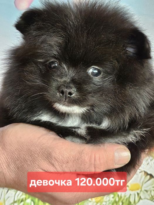 Чудные малыши шпица с питомникв