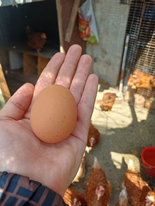 Oua de țară bio 1,3 lei