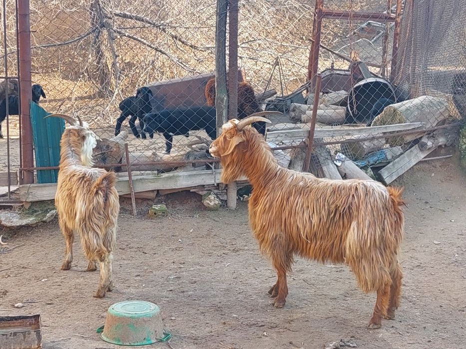 Бойдақ ешкілер сатылады