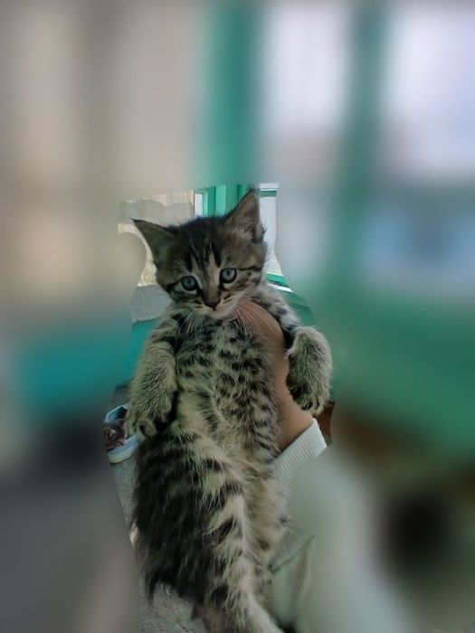 Котят 2 месяц бесплатно