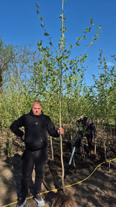 Platan artar mestecan  copaci