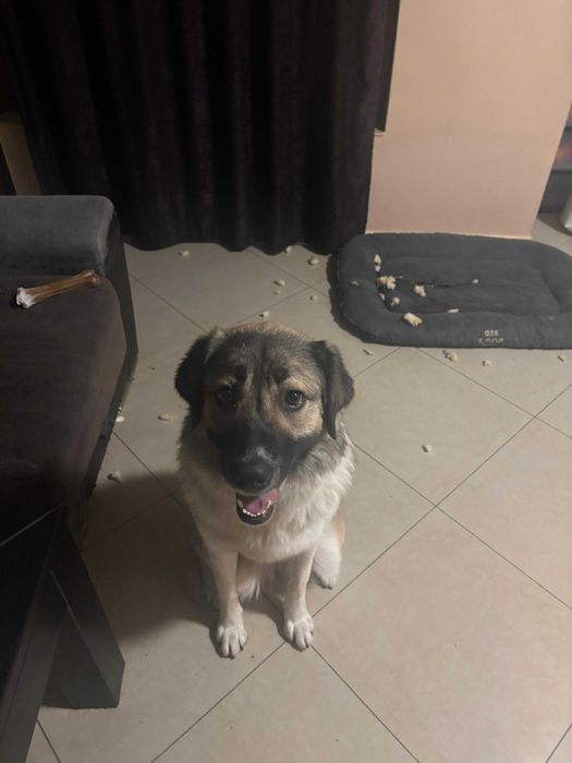 Подарява се спешно