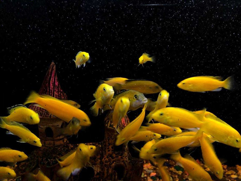 Рыбки для  аквариума
