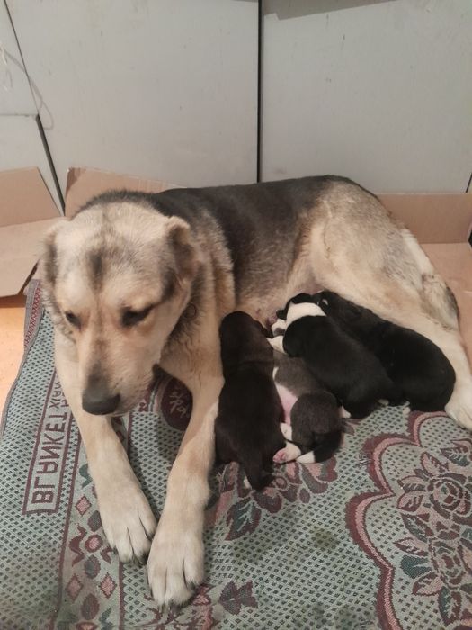 Продам (САО) Алабай