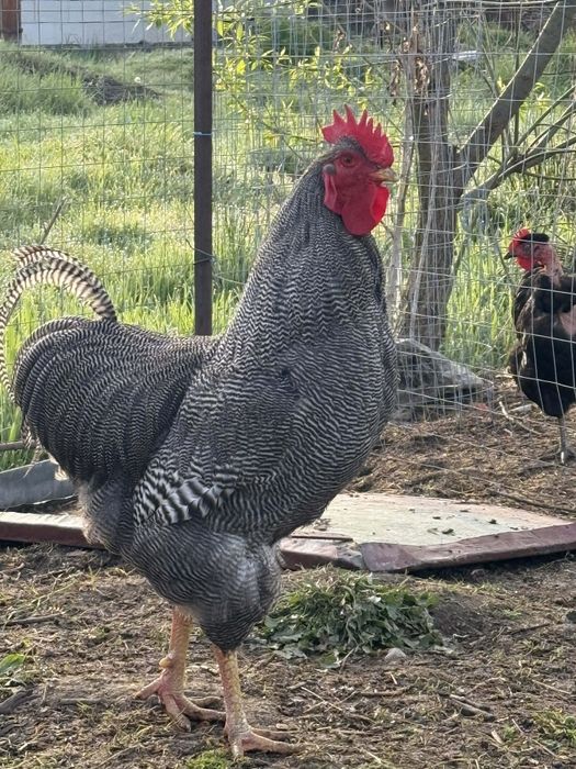 Cocoș Plymouth in vârstă de 1 an.... Jud: Mureș