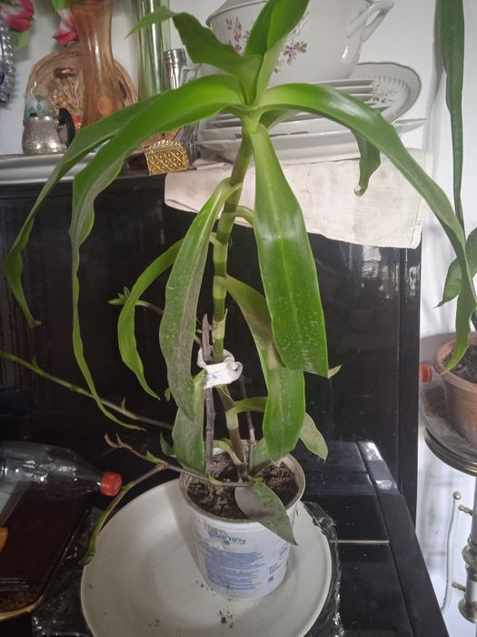 Золотой ус лечебный