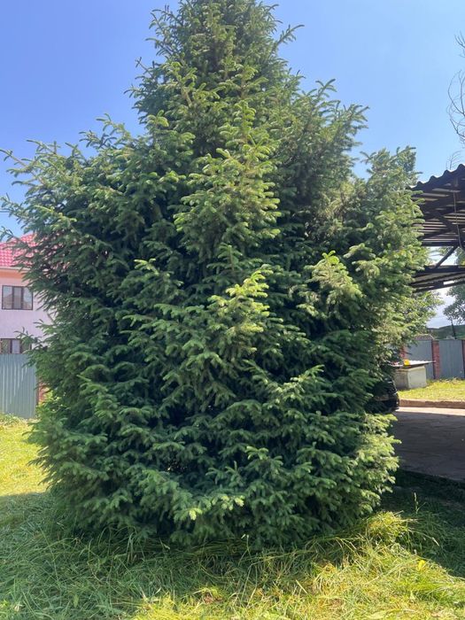 Елка Picea abies (ель)