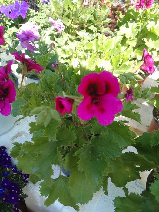 Многолетние и комнатные цветы