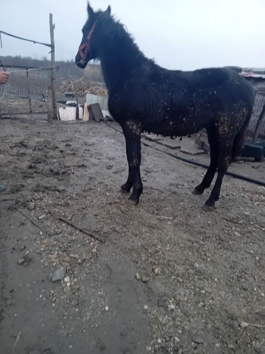 Vând cârlan metiz de frizian