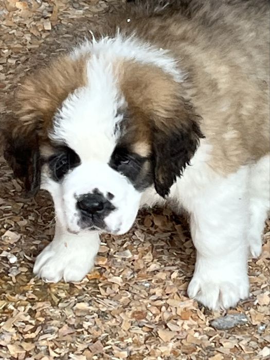 Щенки сенбернара