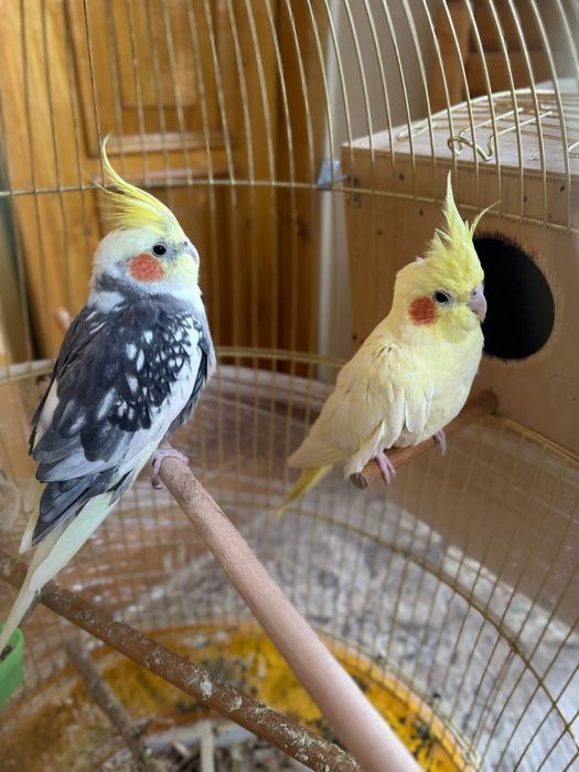 karella popugay sotiladi kletkasi bilan tayyor para