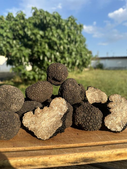 Черен летен трюфел (tuber aestivum)