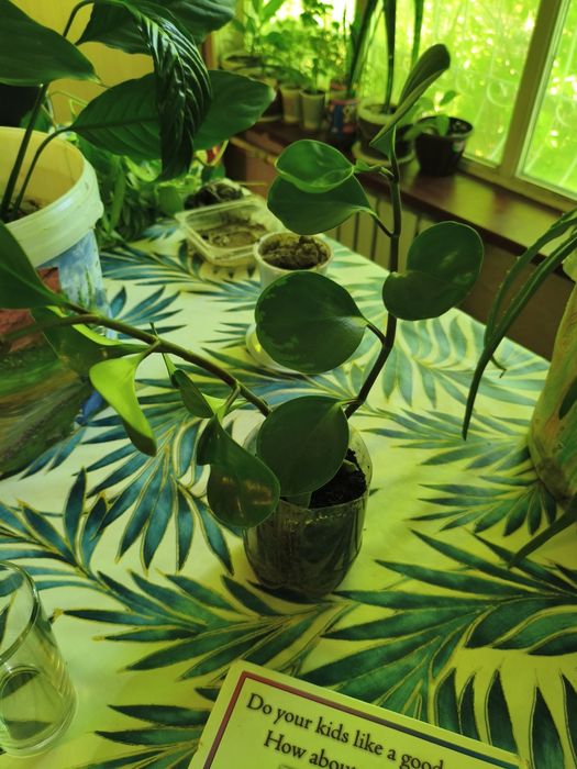 Продам цветы разные