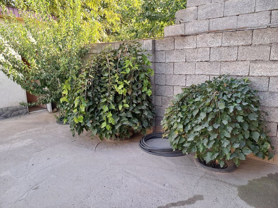 Үй сатылады мкр Казыгурт