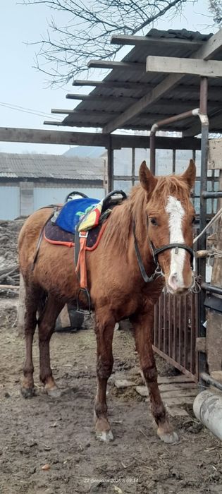 Ұзынағаш жаңақұрлыс