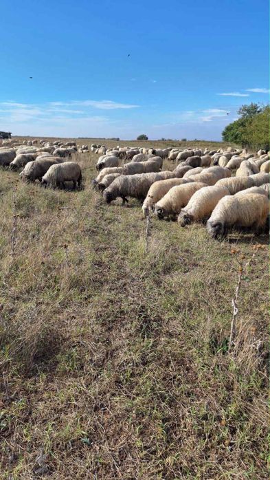 Vand 430 de oi rasa țurcana