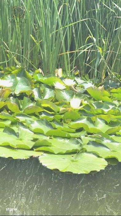 Teren Snagov -900 mp