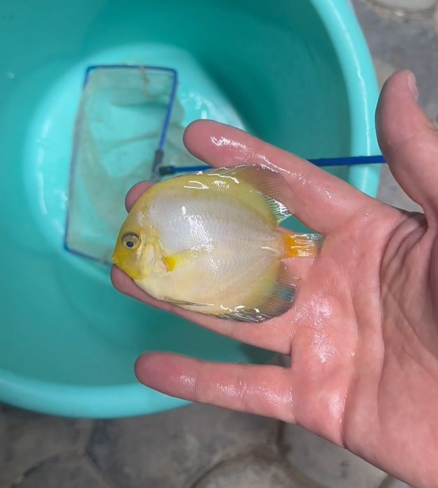 Дискус Diskus Дискус Albino goldon