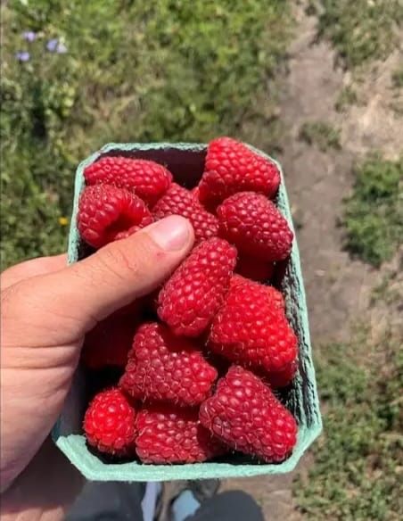 Продам саженцы малины ремонтантные сорта