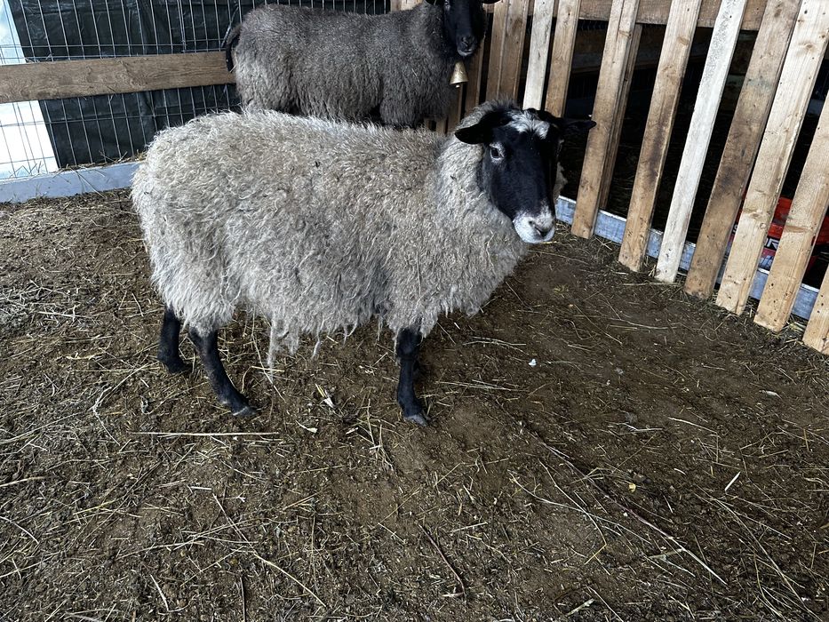 Berbec si oi romanov