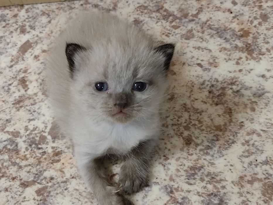 Продам котенка шотландского