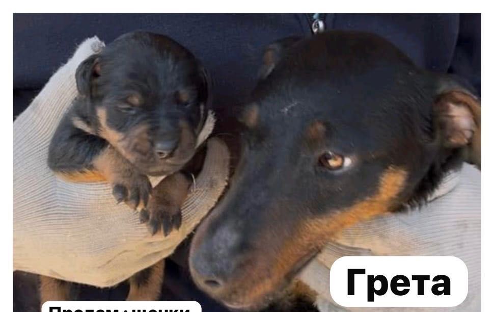 Продам щенка Ягд