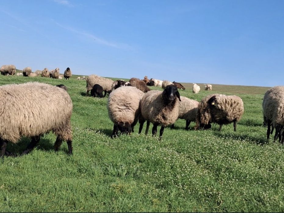 Oi și capre de vanzare