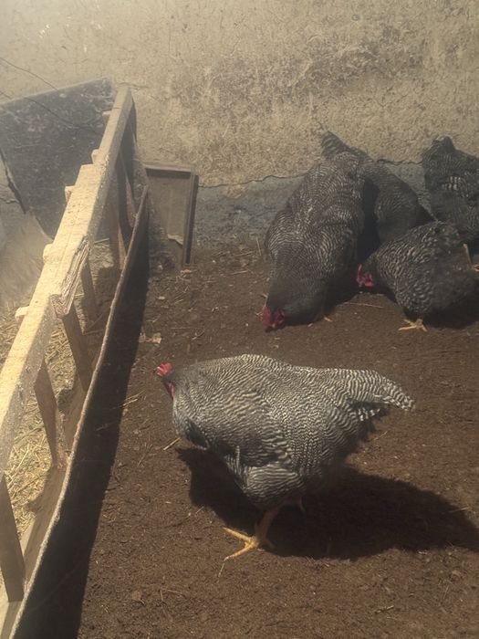 Инкубатцонные яица Плимутрок