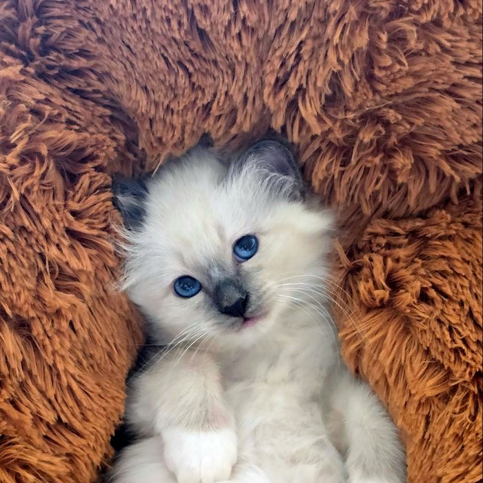 Бирманска котка/Sacred Birman