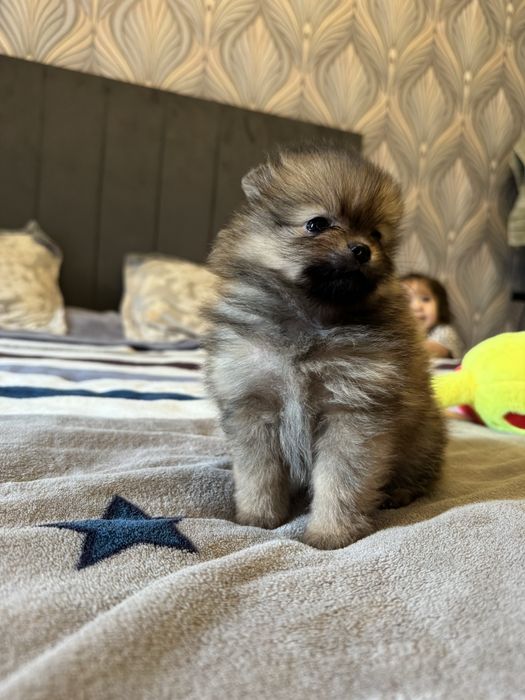 Шенки породы шпиц