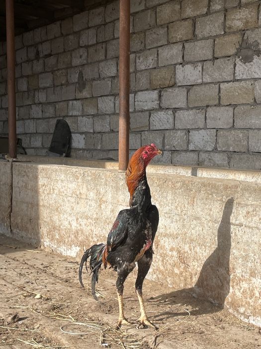 Дакан қораз сатылады