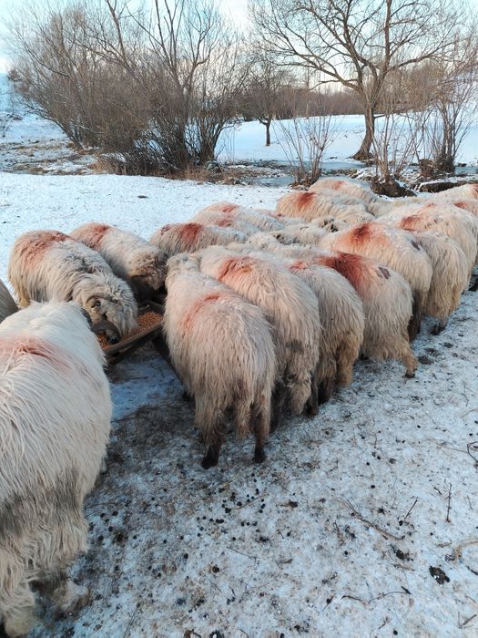 Disponibile oi cu miei