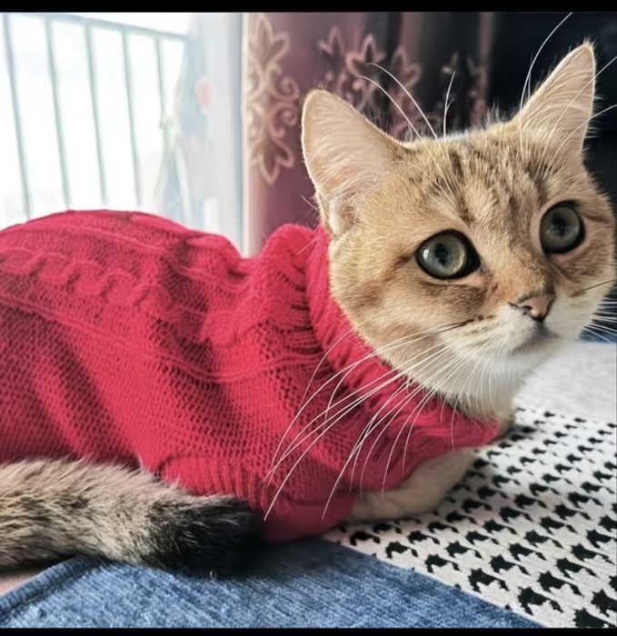 Одежда для животных