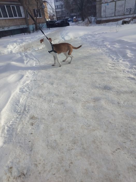 Джек рассел продам.