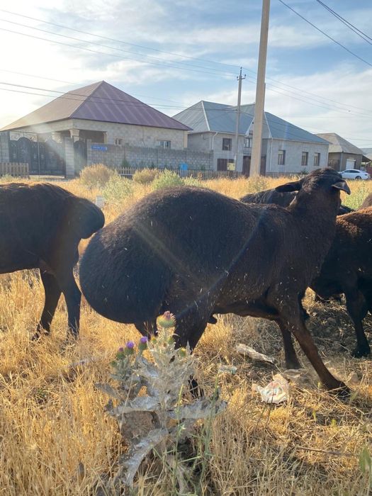 Продается кошкар