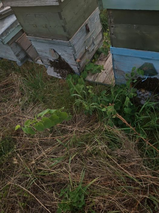 Familii albine impreuna cu cat