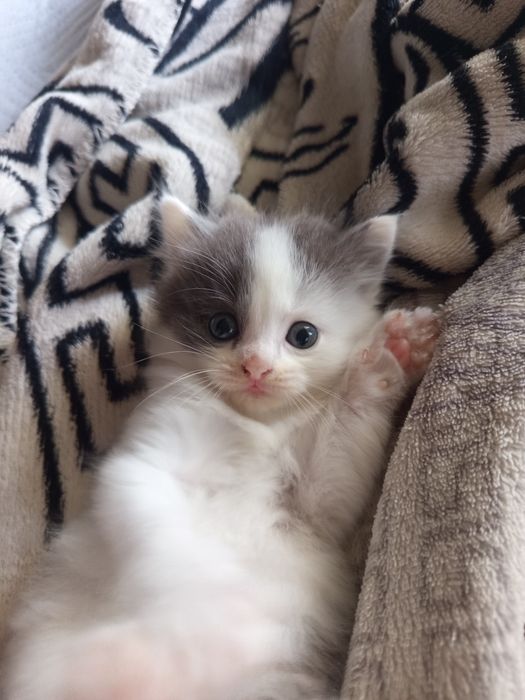 Британский котенок девочка