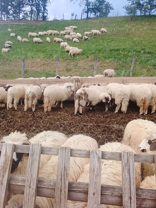 Vând miei și mieluțe de sămânță