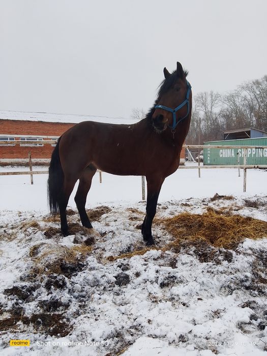 Продаётся  жеребец орловской породы