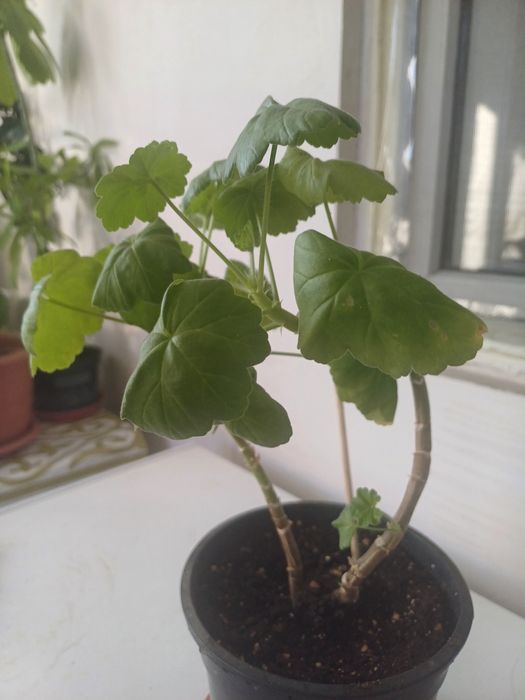 Продам комнатные цветы
