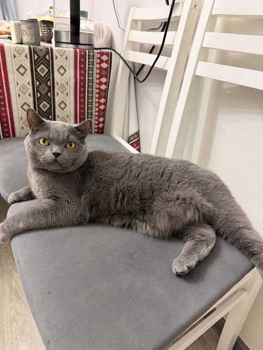 Красивый серый кот