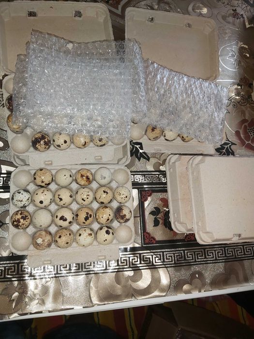 Oua de prepelita pentru incubat - Jumbo Gold Polara Japoneza Tibetana