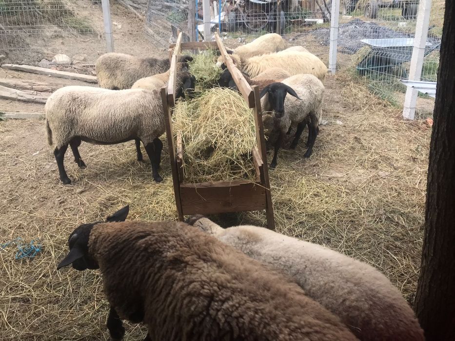 Oi și miei de vanzare