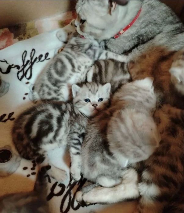 Продам котят. Можете сделать бронь