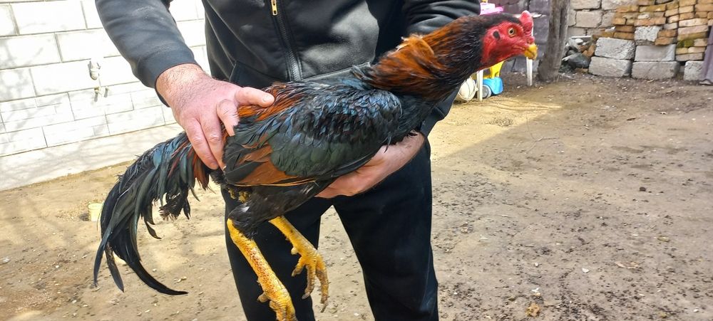 Дакан 1,6 ай кореец