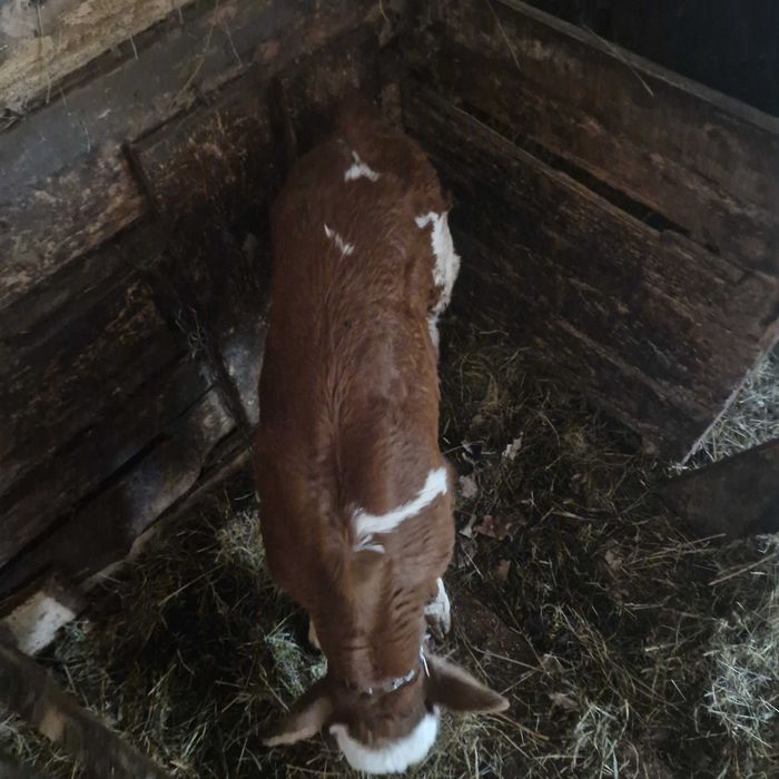 Vand vacă cu vițel