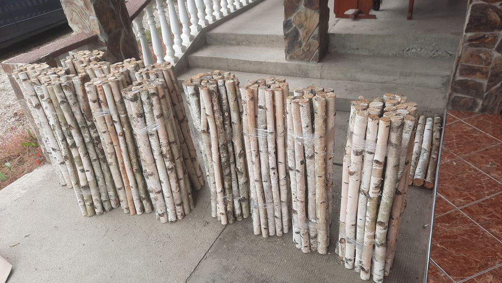 Trunchiuri mesteacan / Tulpini mesteacan