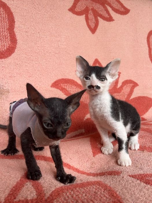 Котята канадского сфинкса